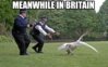 Meanwhile in Bri.jpg