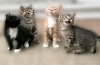 253-litter-two.jpg