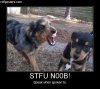 STFU NOOB.jpg