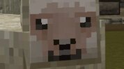 ruminantstare.jpg