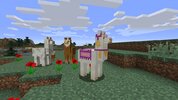 mc111-llamas.jpg