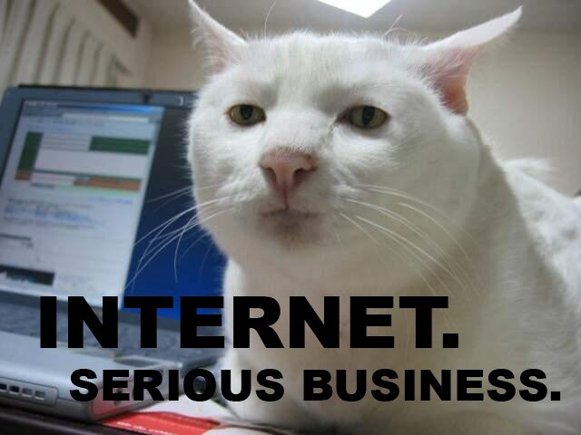 Internet serious business cat