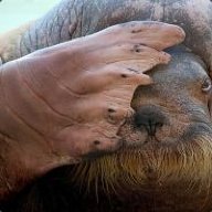 IntendedWalrus