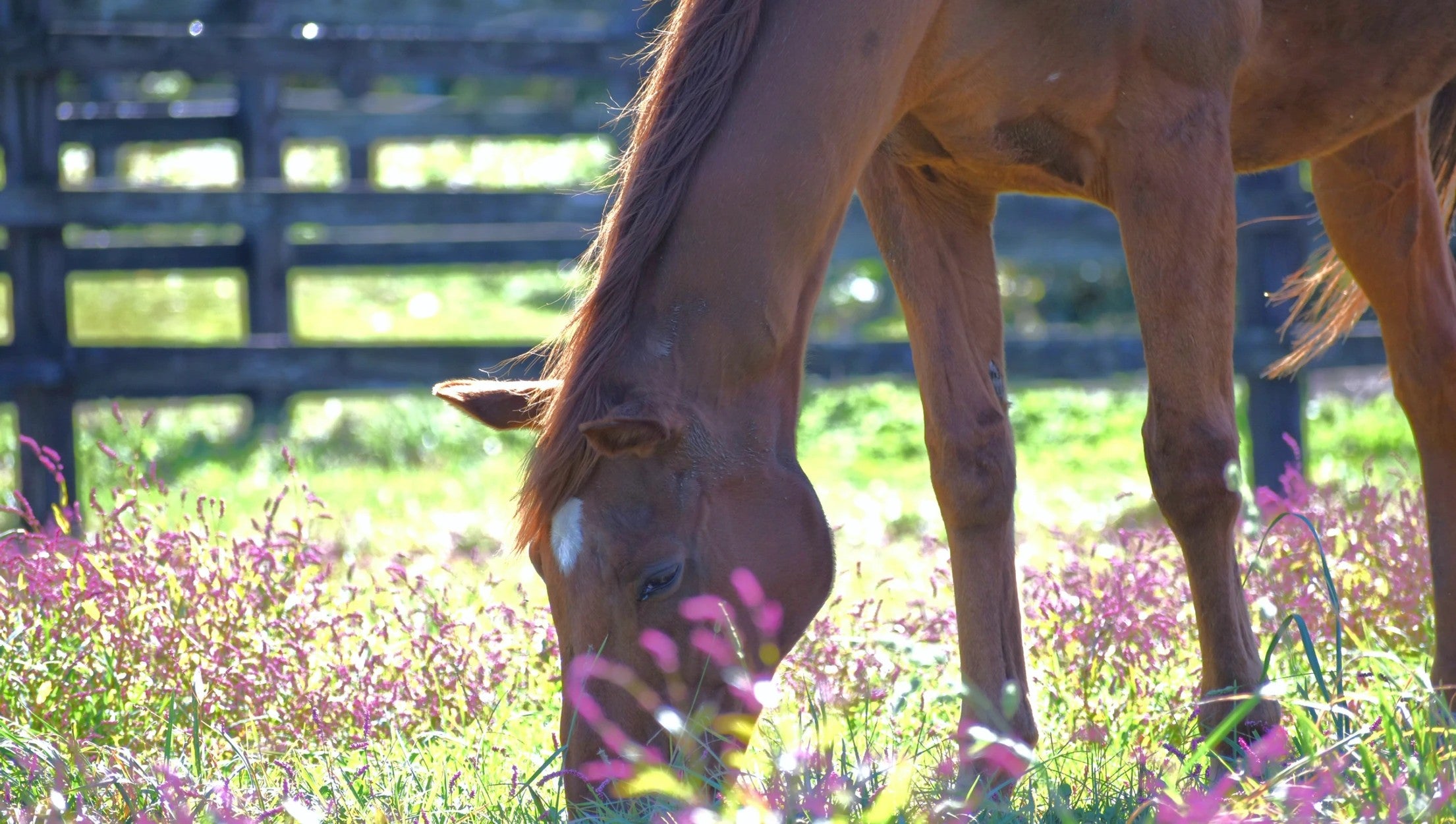 Umamusume Pretty Derby Fans Mourn Death of Champion Racehorse Grass Wonder